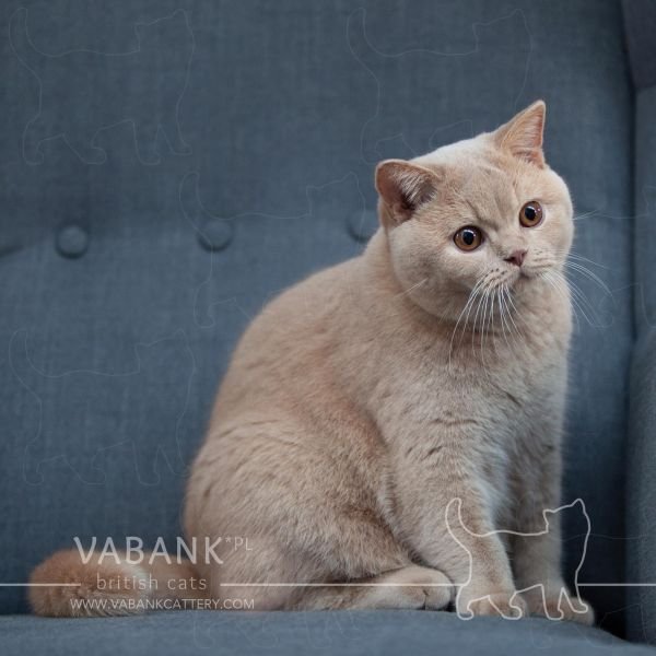 International Champion Nelson Vabank*PL