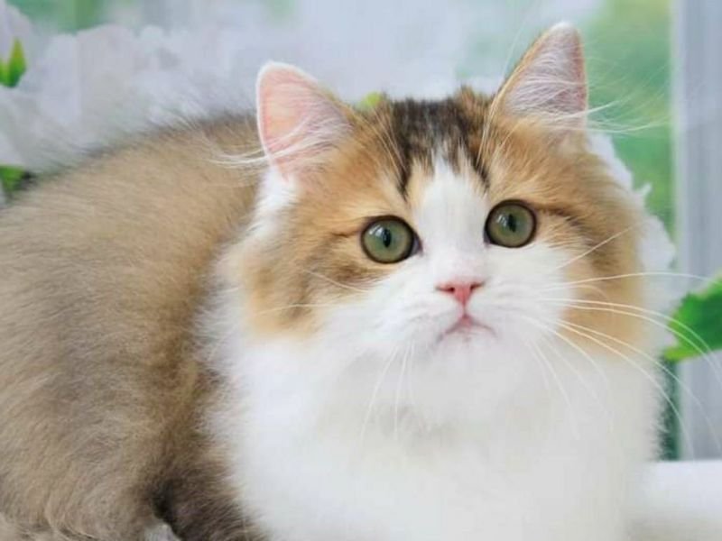 Gentle Fuzzies Ukka