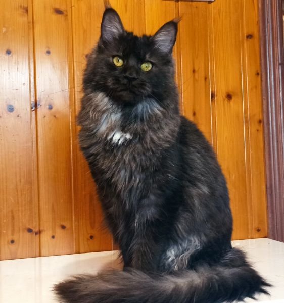 Lola