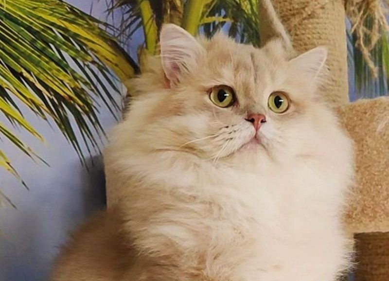 Elvis Dolce De Mur
