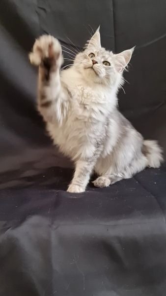 GRAY LION PANDORA