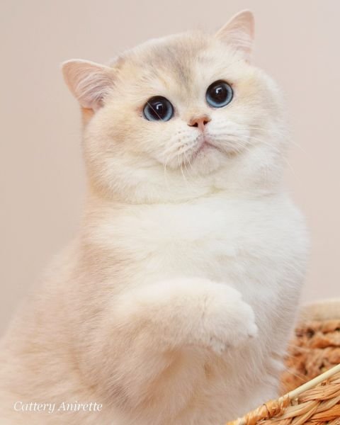 Anirette