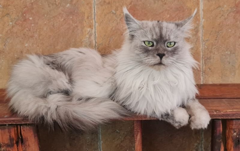GRAY LION SHISHA