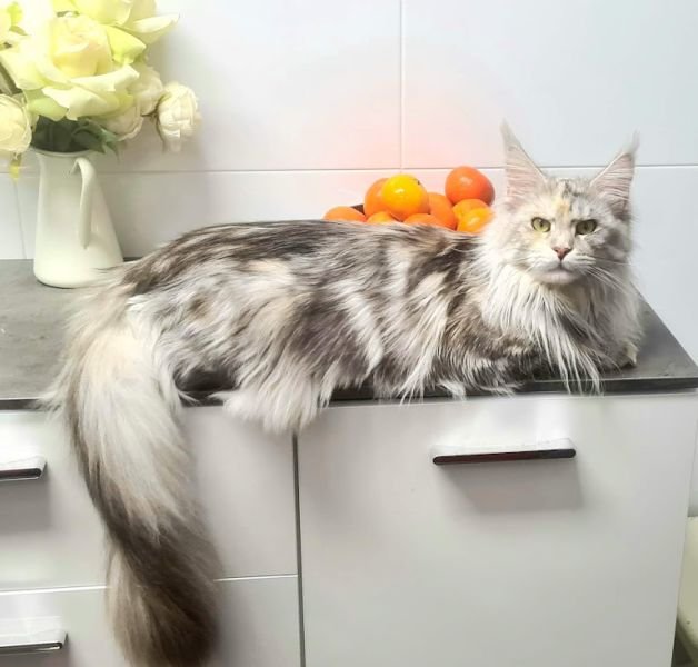 VENUS