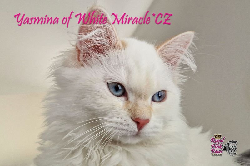 Yasmina of White Miracle*CZ