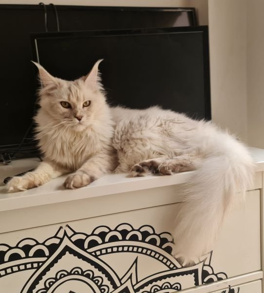 Kaylie of Gray Lion