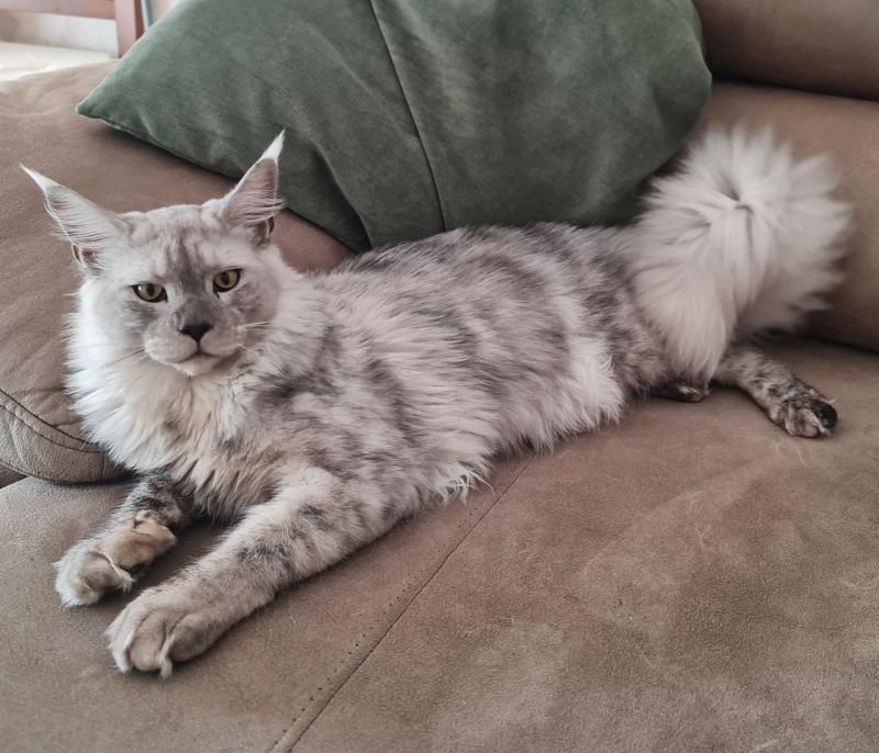 Atlantys of Gray Lion