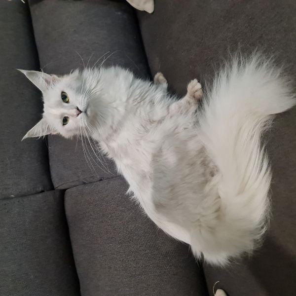 KAISA GRAY LION
