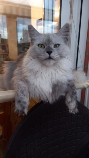 KARMA GRAY LION