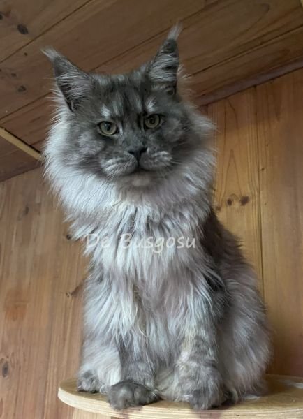 SMOKY DE BUSGOSU