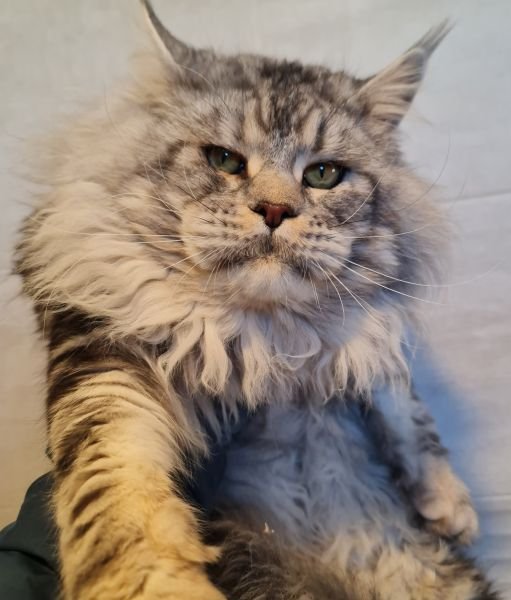 GRAY LION OLAF