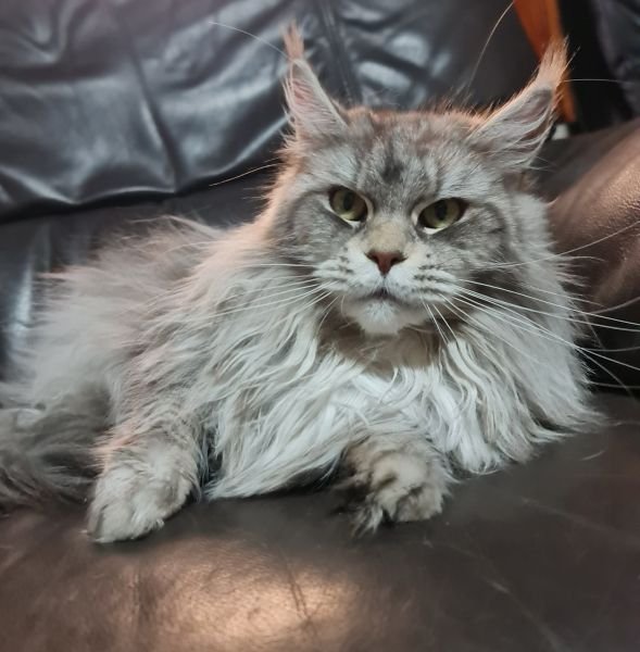 GRAY LION NIOVE