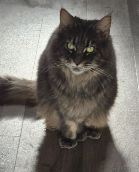 Bella
