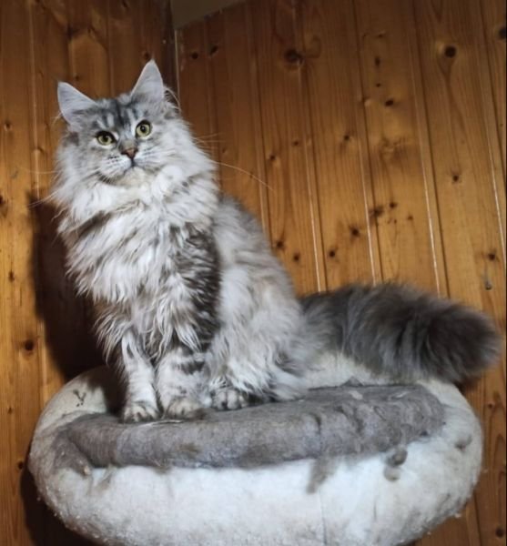 Queen