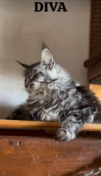 DIVA