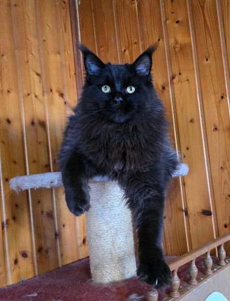 Sirius