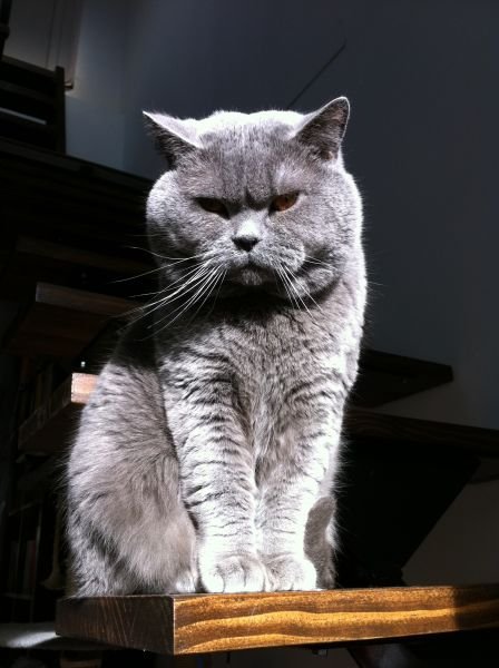 Samson