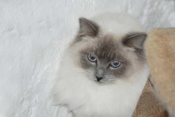 Silmarilions Violet of Tatjana