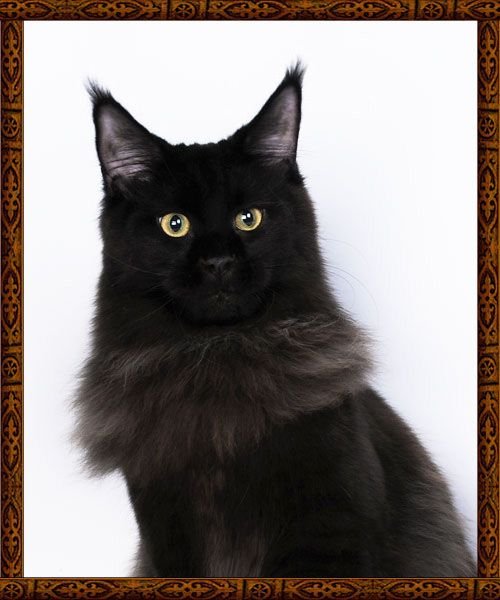 ICH (WCF), CH (CFA) GLORIASTERRA BEAUTY CARMEN