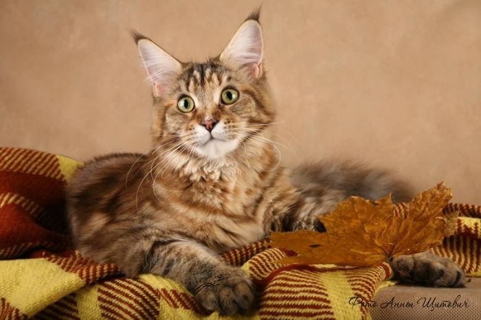 Ophelia Artcoon of Miracle Soul