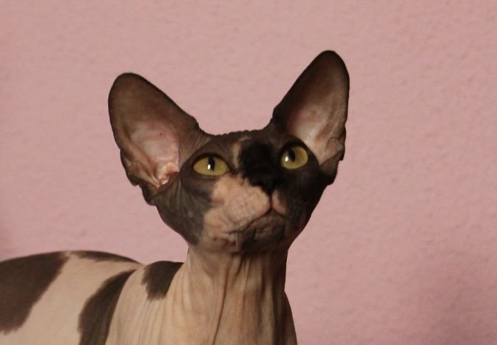 Enola of Butterflies Sphynx