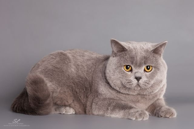 GECH. Rosalin`s Blue Bear v. Wernerwald