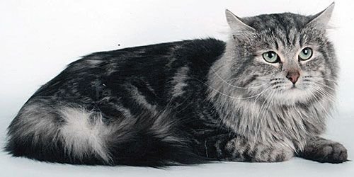 Ludwig
