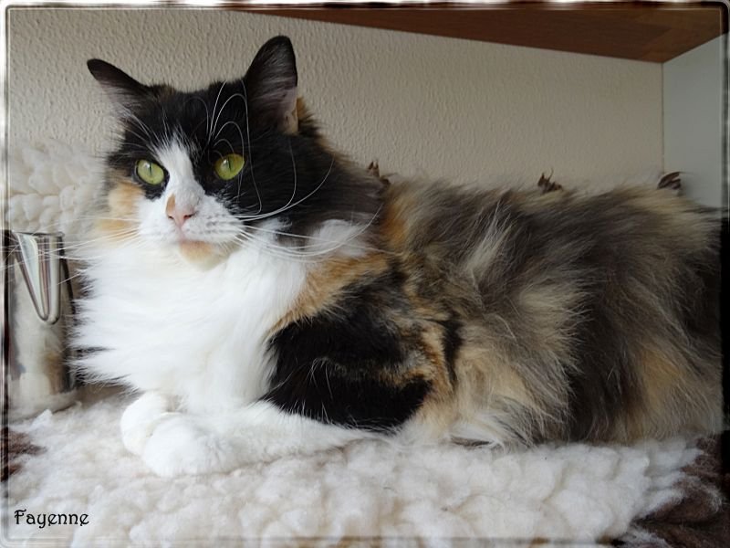 Felisissimus Fayenne