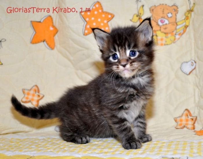 GloriasTerra Kirabo