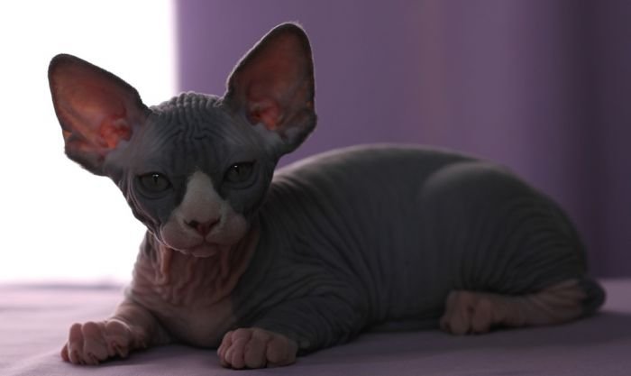 Sphynx