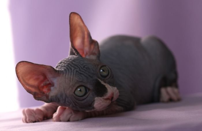 Sphynx
