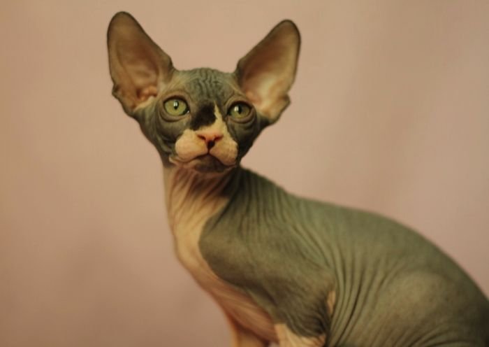 Sphynx