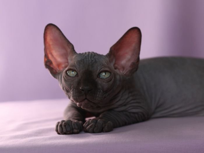 Sphynx