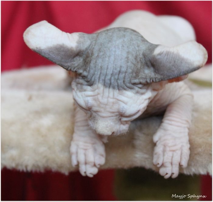 Mayjo Sphynx Rötkappchen