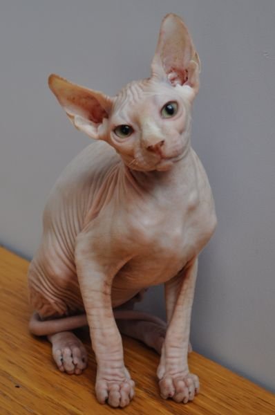 VALFÖRD MONTESPHYNX