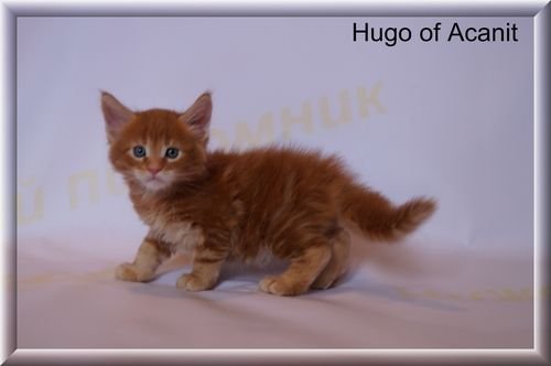 Hugo of Acanit