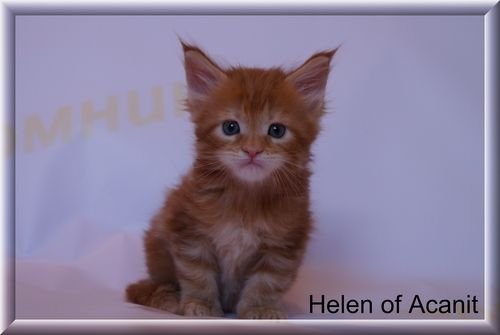 Helen of Acanit