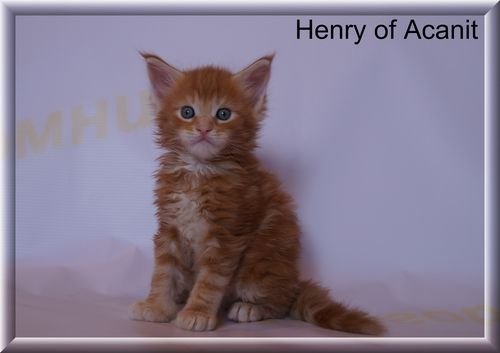 Henry of Acanit
