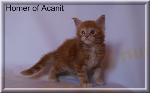 Homer of Acanit