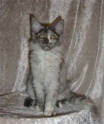 Xandani