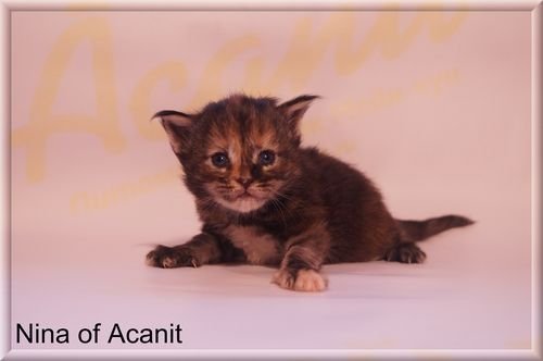 Nina of Acanit