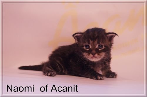 Naomi of Acanit