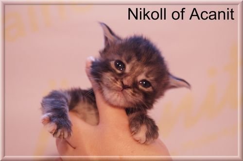 Nikoll of Acanit