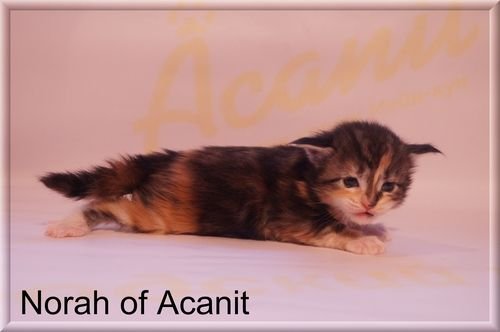 Norah of Acanit