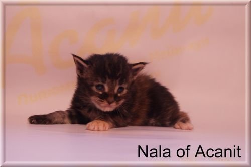 Nala of Acanit