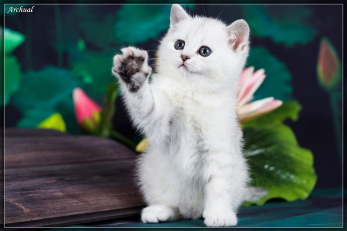 Caty silver