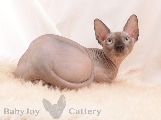 baby Joy CALVIN