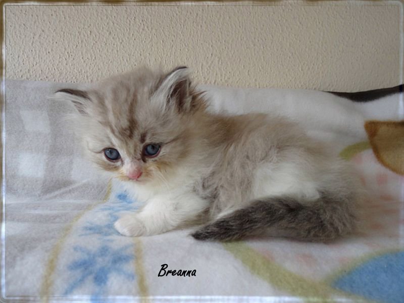CeeJeedolls Breanna