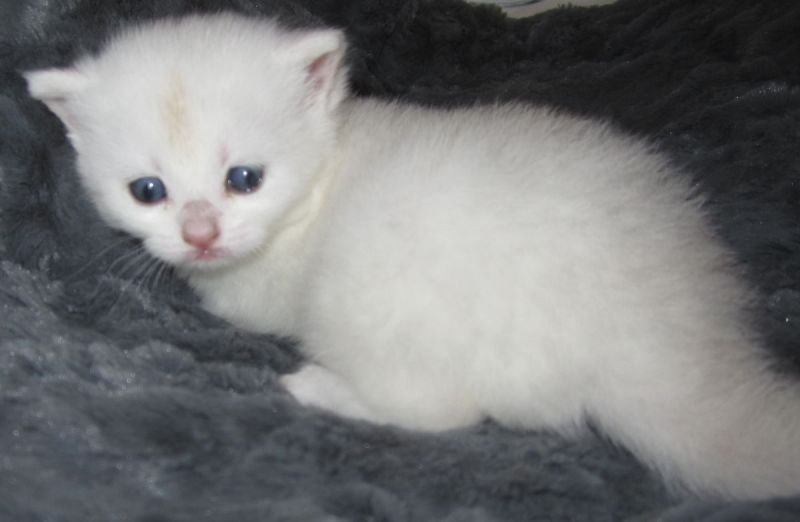 Kitten