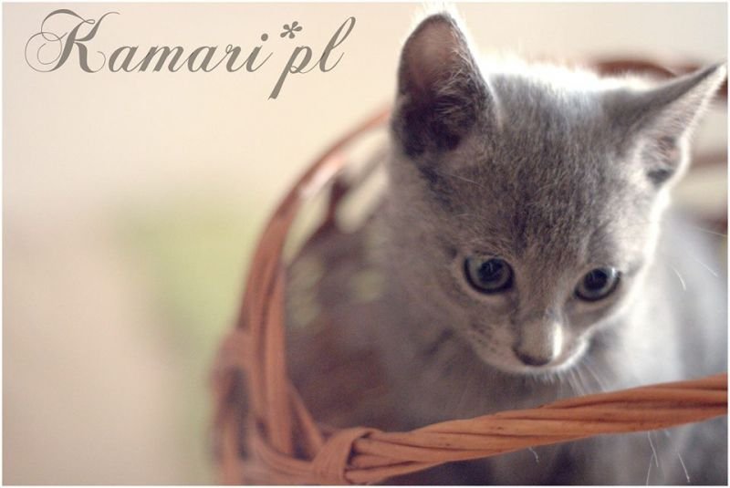 AMAYU KAMARI